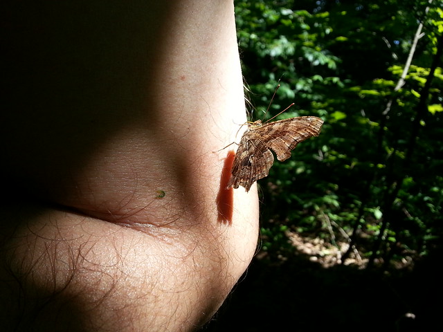 Hoary Comma butterfly, underside