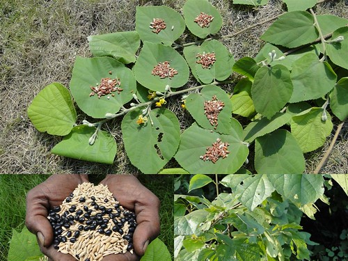 Medicinal Rice Formulations for Diabetes Complications, Heart and Kidney Diseases (TH Group-94) from Pankaj Oudhia’s Medicinal Plant Database by Pankaj Oudhia