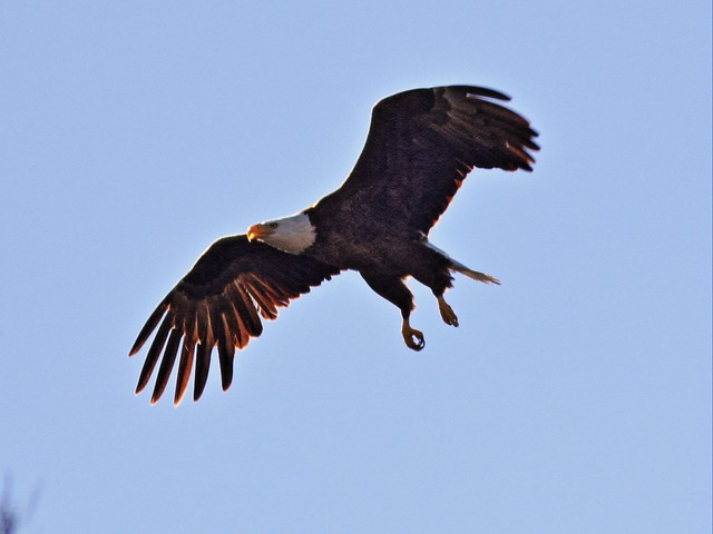 Bald Eagle male arrives without prey 4-20140119