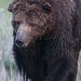 Grizzly in Slough Creek
