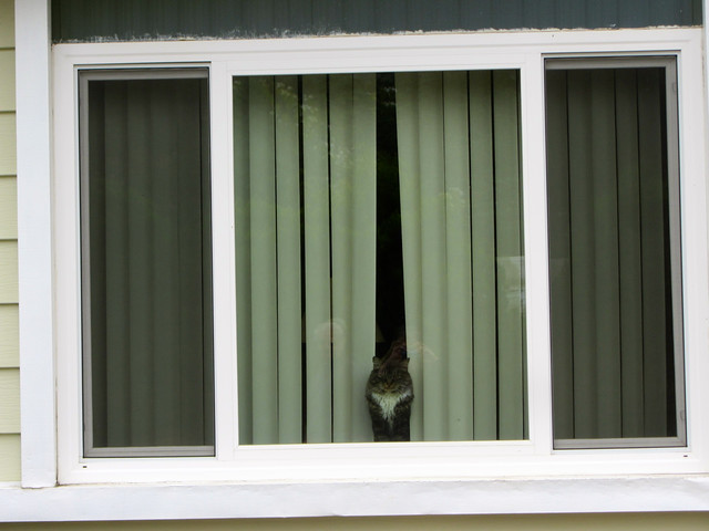 window cat