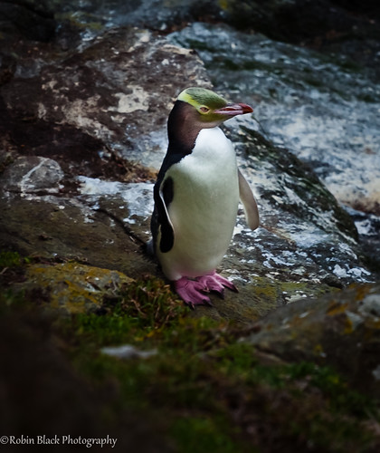 Yellow Eyed Penguin (Moeraki, New Zealand) by Robin Black Photography