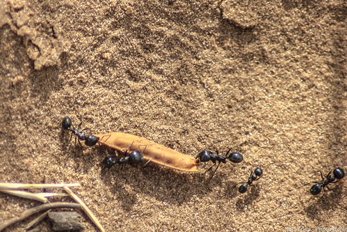 Hard working Ants