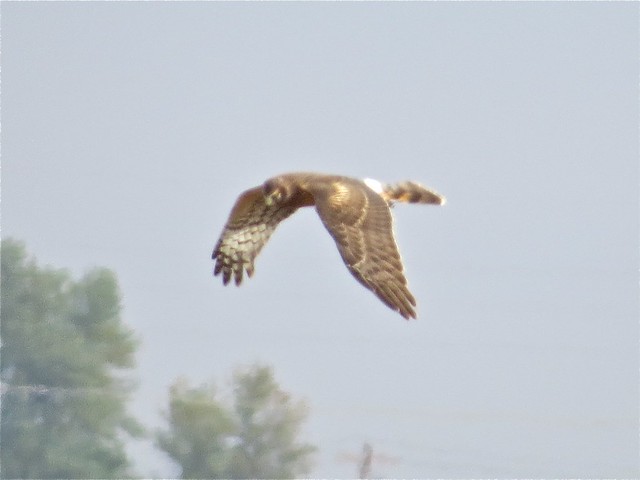 Northern Harrier at Gridley Wastewater Treatment Ponds in McLean County, IL 02