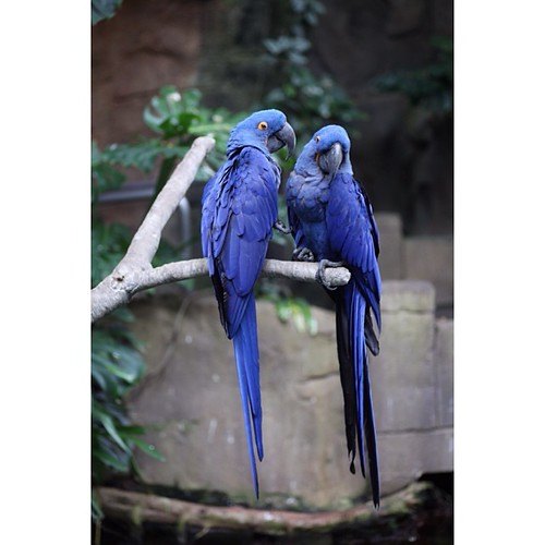 #Birds #latergram #nofilter #canon5dmarkII #moodygardens #blue