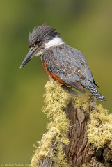 Martín Pescadores - Kingfishers (Coraciformes)