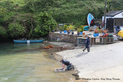 Washing Oysters, King Harry Passage, River Fal by Stocker Images