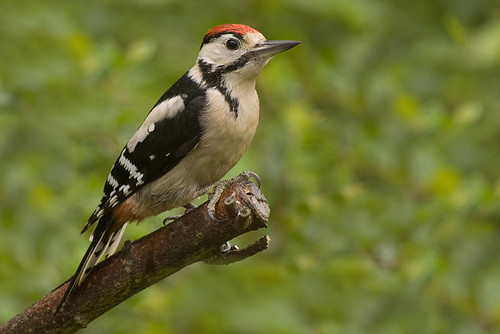 Young Woodpecker 6.jpg