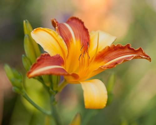 DayLily~ by conniee4 aka Connie Etter