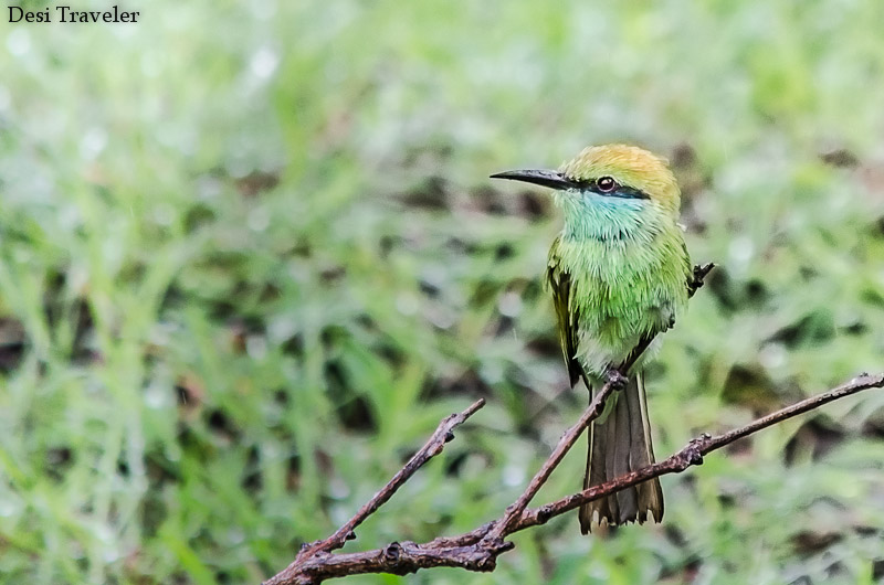 Bee Eater Bandipur Tiger Reserve