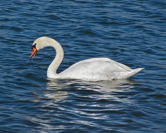 Mute Swan at White Oak Park in Bloomington, IL