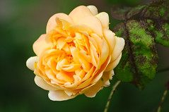 Rose de Gerberoy