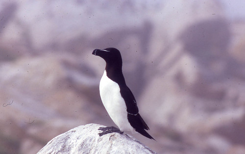 Razorbill on Machias Seal Island, 1993