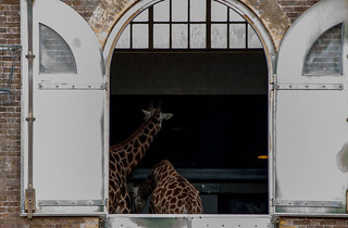 Girafes du Zoo de Londres
