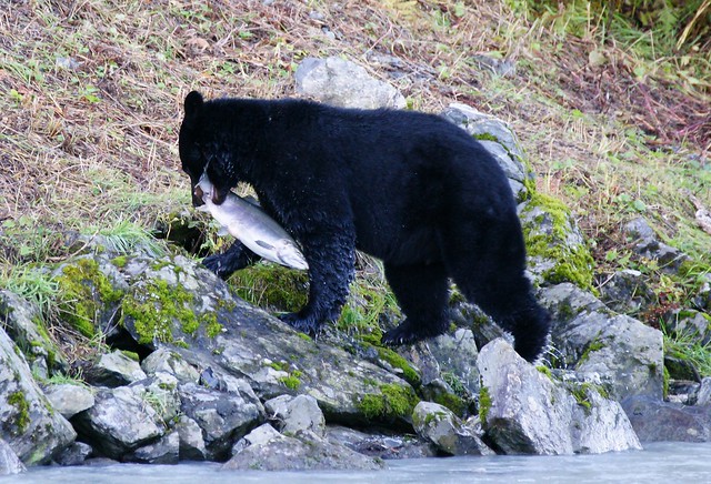 04-Bear vs Salmon-39