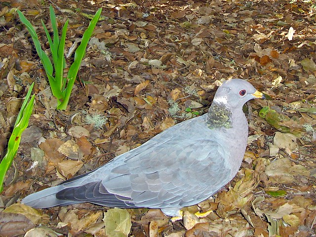 band-tailed pigeon