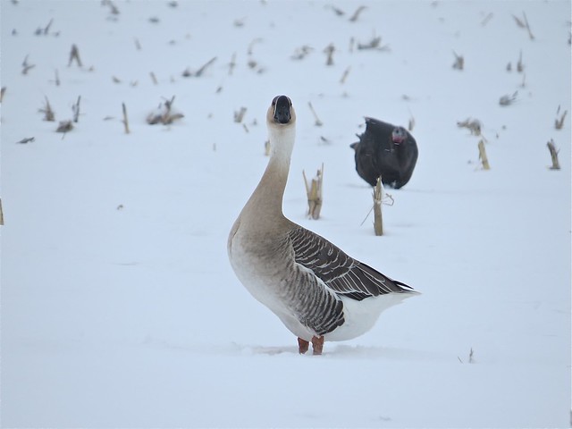 Domesticated Goose near Lake Bloomington, IL 03
