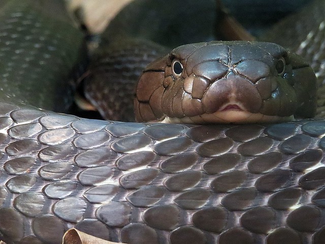 Scalation of King Cobra (Ophiophagus hannah)  Photographed by Bernard Eirrol Tugade
