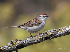 Sparrows of Ontario