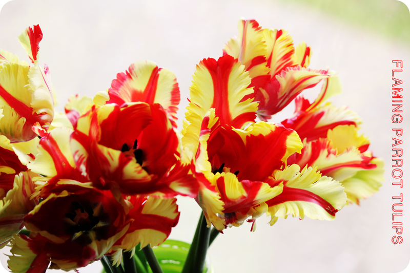 {april} these days | flaming parrot