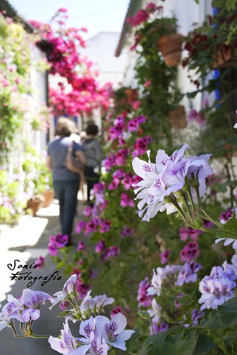patios,Córdoba,flores,fotografia