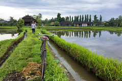 Bali 2013