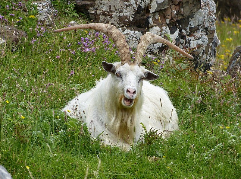 P1050715 - Wild Goat, Isle of Mull