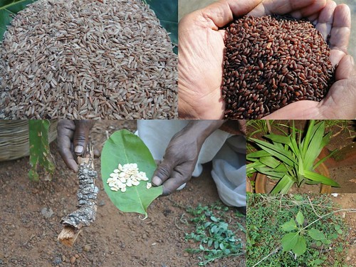 Validated Medicinal Rice Formulations for Diabetes (Madhumeh) and Cancer Complications and Revitalization of Pancreas (TH Group-139 special) from Pankaj Oudhia’s Medicinal Plant Database by Pankaj Oudhia