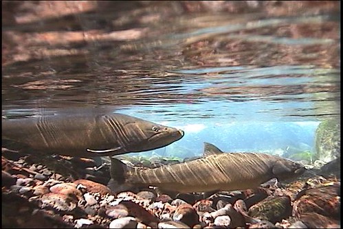 Bull trout spawn in a spring of the Middle Fork Willamette River. They were transferred from the McKenzie River to historic habitats in the Middle Fork. (U.S. Forest Service)