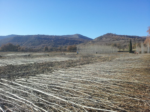 Se presentan los resultados de la prueba piloto de plantación de chopos en la Cuenca de Tremp (Lleida)