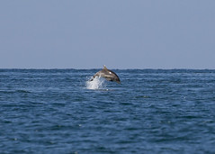 New Quay Dolphins