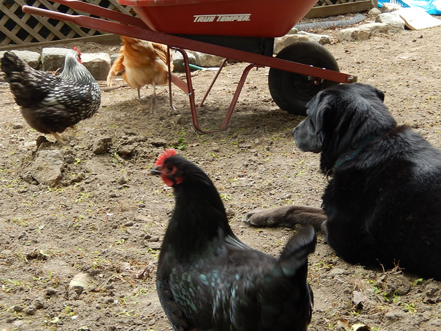 Eastside chickens and guard hound