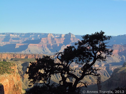 An old tree along the Grandview Trail, Grand Canyon National Park, Arizona