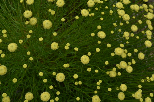 SANTOLINA rosmarinifolia 'Primrose Gem'