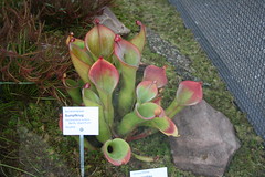 Sarraceniaceae