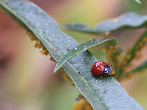 Ladybug&Aphids_on_Milkweed_9587a