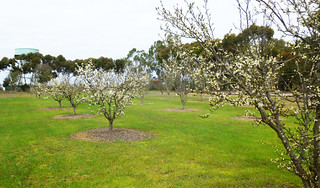 Orchard in Kendenup, WA beginning to bloom