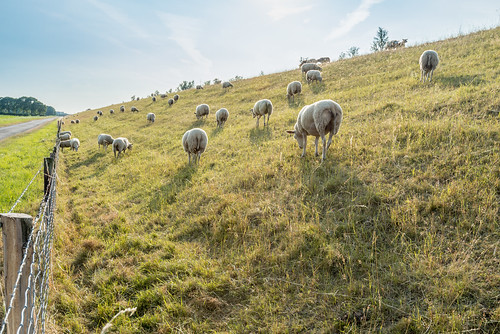 Sheep by RuudMorijn