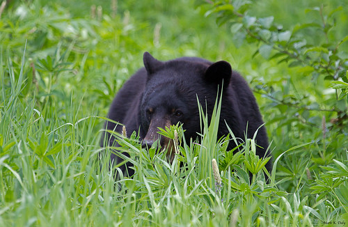 Black Bear, Ursus americanus