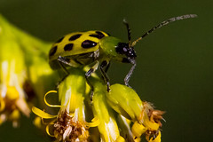 insect and flower