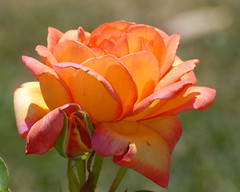Schenectady Rose Garden 7-11-2012