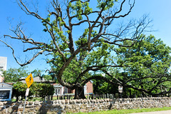 Oak Tree: Basking Ridge NJ