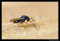 Hymenoptera/Scelionidae