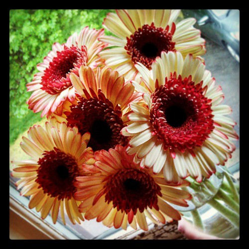 My favorite #flowers - #GerberDaisy from my furbabies for Mothers Day! #luckyme #love #sopretty