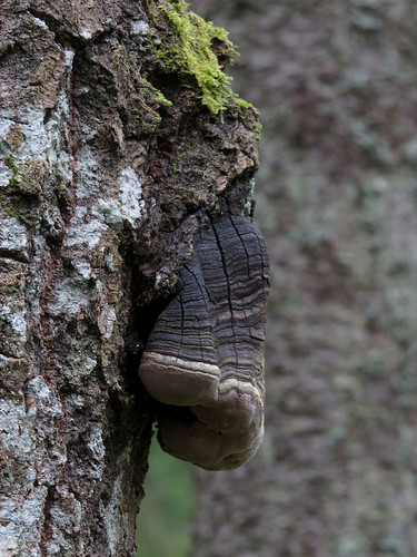 Ложный осиновый трутовик (Phellinus tremulae)
Photo by Kari Pihlaviita on Flickr Автор фото: Kari Pihlaviita