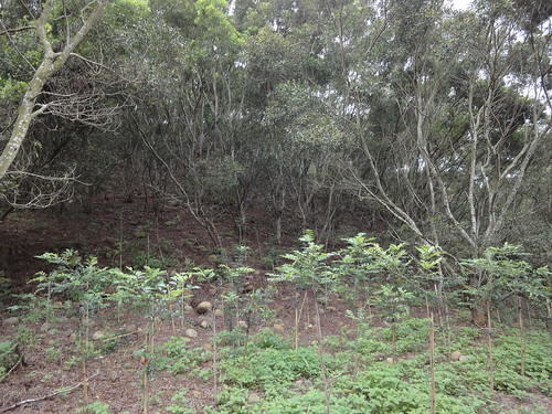 在森林中造林，生態學會提供