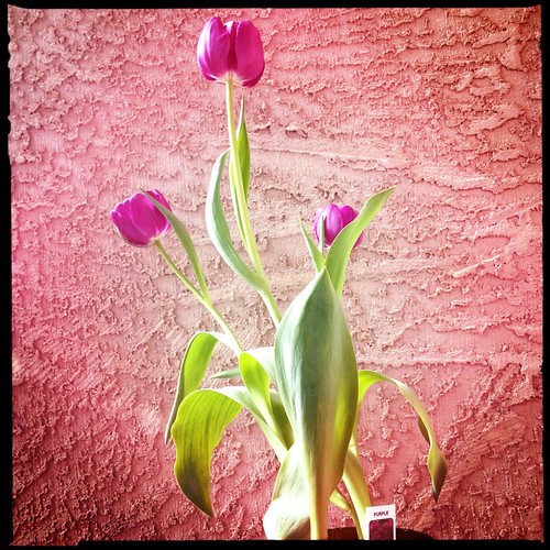 purple tulips by Digital Heather