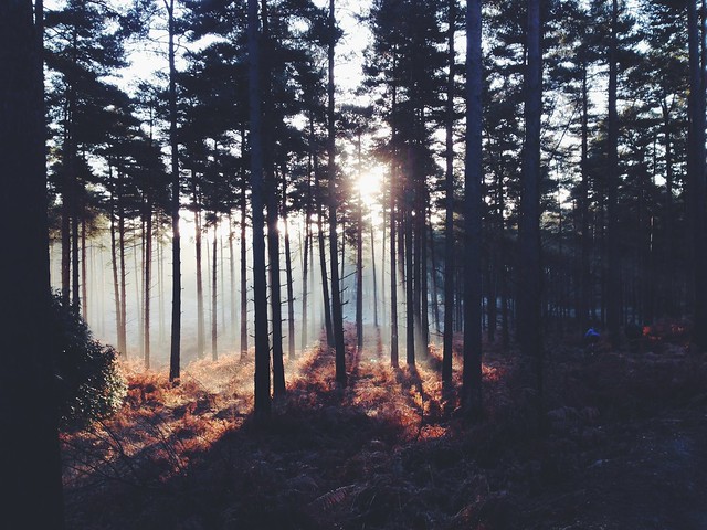 Sunlight through the trees [Explored]