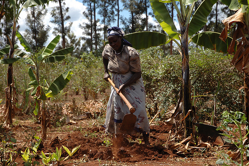 耕作中的肯亞婦女。（圖：CIMMYT）