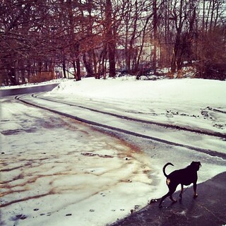 Happy Spring - Lola #dogstagram #dobermanmix #winterwontend #dobiemix #ilovemydogs #snow #mud